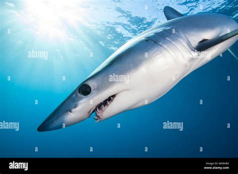 Shortfin Mako Isurus Oxyrinchus Teeth Hi Res Stock Photography And