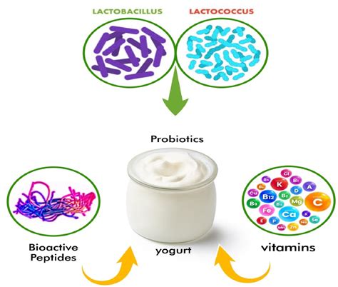 can i eat egg while taking antibiotics 8