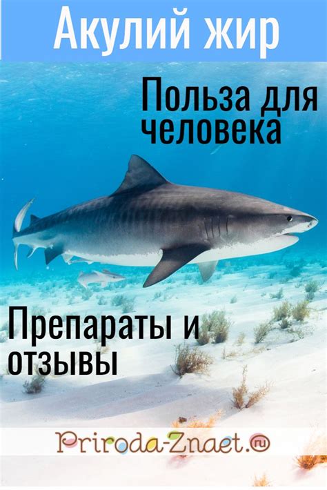 Акулий жир: целебное действие для суставов и всего организма, различные ...