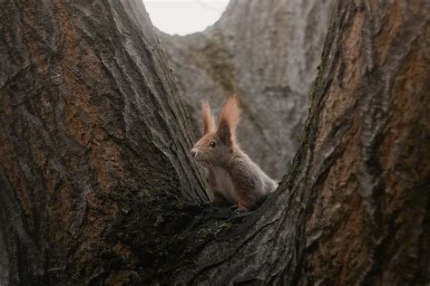 Una ardilla se asoma desde el hueco de un árbol. foto – Imagen de Papel