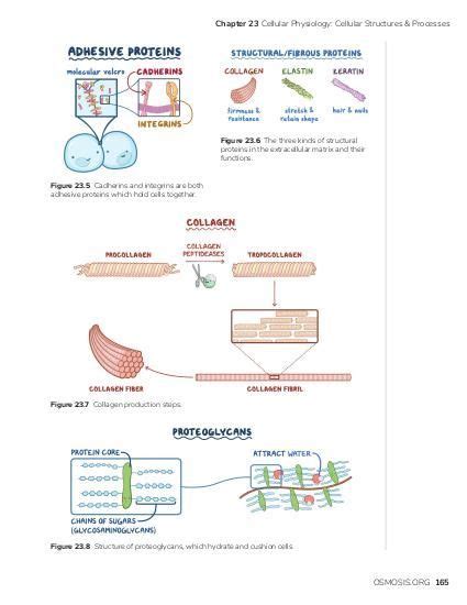 Extracellular Matrix Video Anatomy Definition Osmosis Artofit