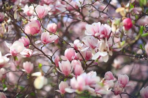 Полное руководство по значению и символике цветка магнолии FLOWERS