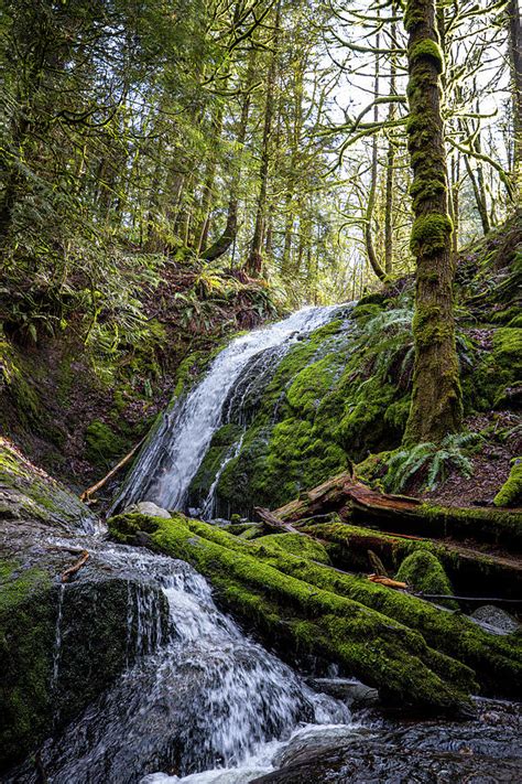 cougar mountain photograph  patrick lyon fine art america