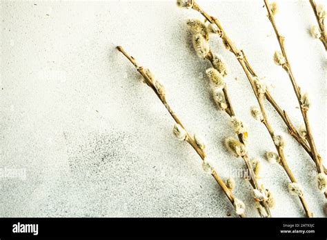 Easter Holiday Card Concept With Pussy Willow Tree Branch On Stone Background With Copy Space