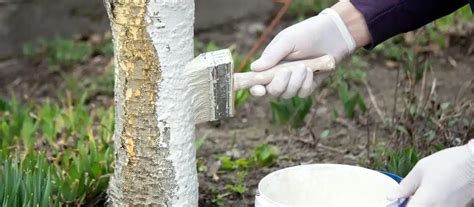 Révélez le secret ultime pour des arbres fruitiers sains et productifs