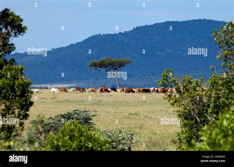 Masai Herdsman with cattle Stock Photo - Alamy