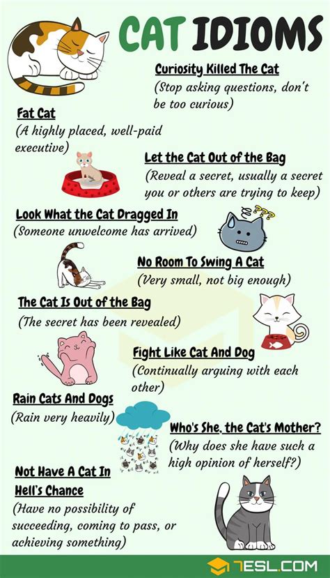 Describe a Cat in 30 Words - JayleenkruwRamos