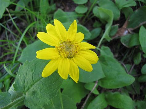 Heartleafed Arnica Arnica Cordifolia Very Common In The Flickr