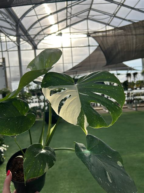 Monstera Thai Constellation Care Guide | Urbane Eight – Urbane Eight Inc.