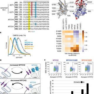 MTCH2 is a master regulator of outer membrane function. (A) (Top) SLC25... | Download Scientific ...