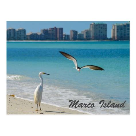 Marco Island Wildlife postcard | Zazzle