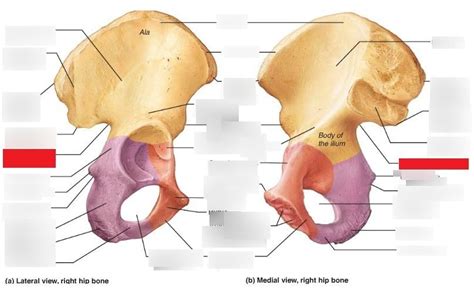 Right Hip Bone Medial Lateral View Lab Practical 2 Diagram Quizlet