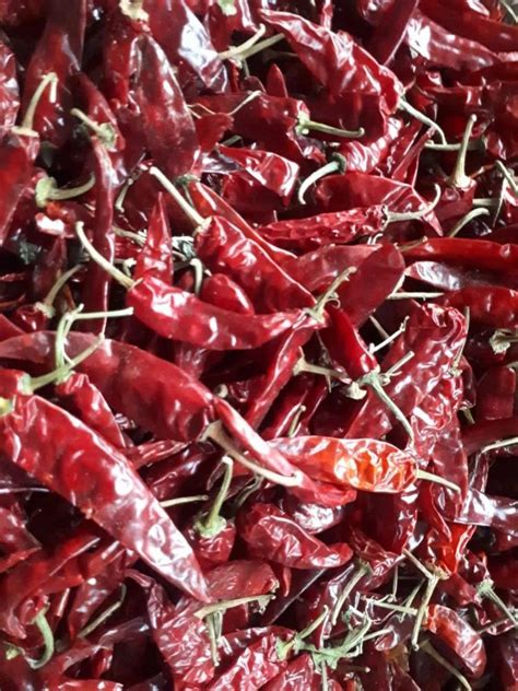 Dry Red Chilli In Guntur Andhra Pradesh Dry Red Chilli Dry Red