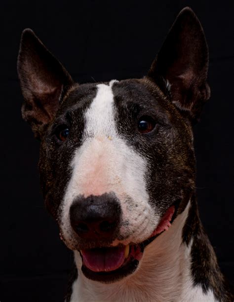 10 Dog Breeds That Look Similar to the Boston Terrier – Boston Terrier