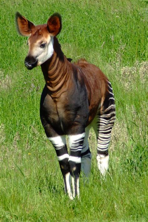 how to pronounce okapi