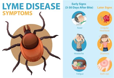 Free Vector Lyme Disease Symptoms Information Infographic