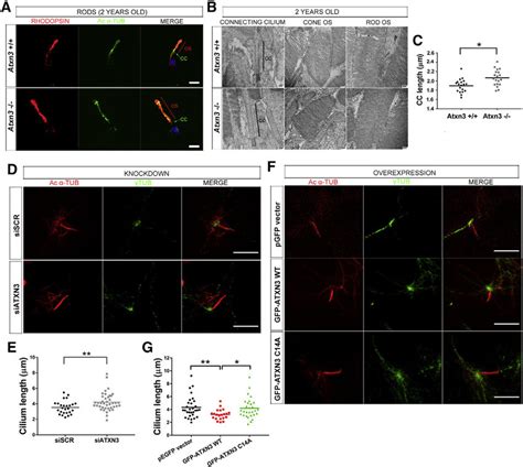 Atxn3 Regulates The Length Of The Cilium In Phr Cells A C Elongation Download Scientific