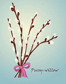 Beautiful Pussy Willow Branchesvintage Style Branches Drawing Flower Vector Branches Drawing