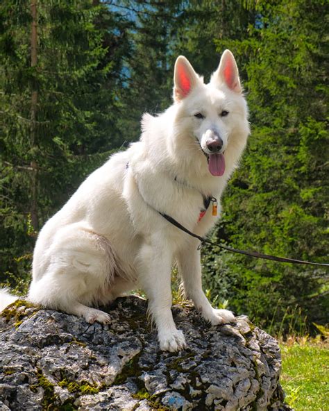 White German Shepherds: Everything You Need to Know