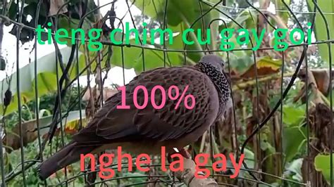 hangoutwithgayguys tieng chim cu gay gù rút bởi chimcanh xuhuong YouTube