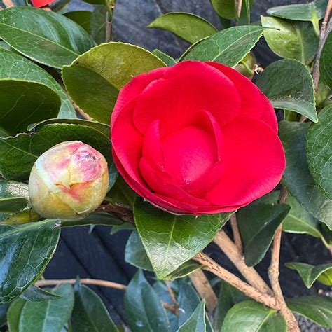 buy  japanese camellia camellia japonica red  cm tall king