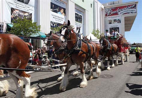 Clydesdale Jumping