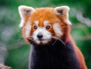 red panda  image peakpx