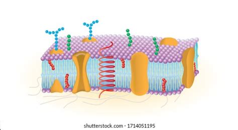 Detailed Diagram Models Cell Membrane Stock Vector (Royalty Free) 1714051195 | Shutterstock