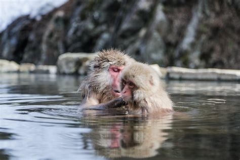 Japan S Hot Spring Bathing Snow Monkeys Wander The Map