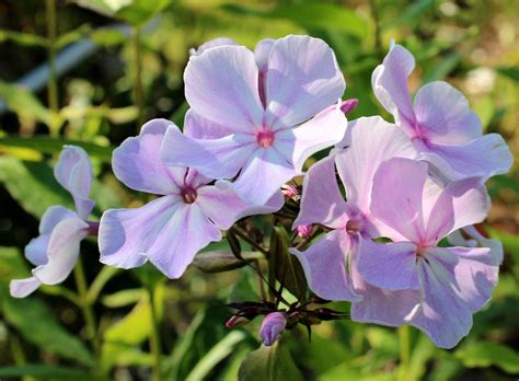 Флокс метельчатый Зенобия (69 фото) - фото - картинки и рисунки ...