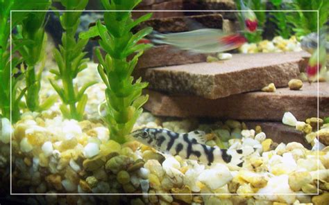 10 Yoyo Loach Tank Mates - List of Compatible Species