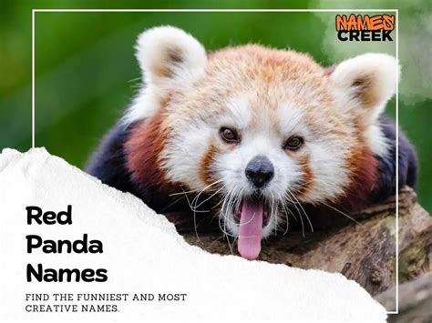 440 Adorable And Creative Red Panda Names For Your Cute Companion