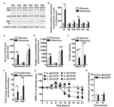 Figure 2 From Mitochondrial ATP Depletion Disrupts Caco 2 Monolayer