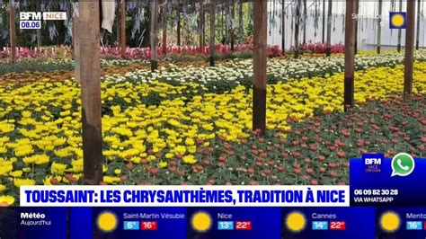 Toussaint les chrysanthèmes pour fleurir les tombes une tradition à Nice