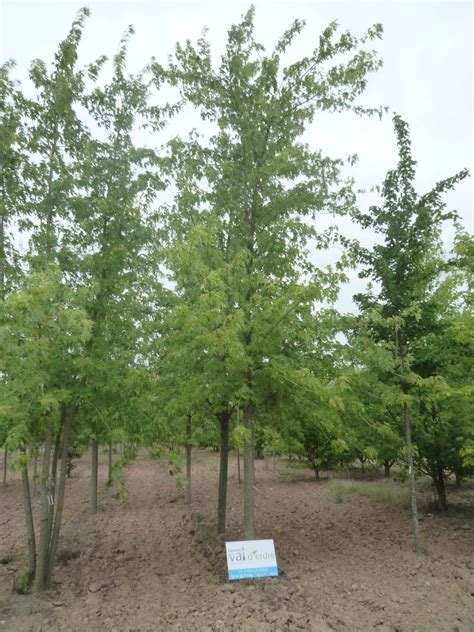 Acer Saccharinum Laciniatum Wieri Un Superbe Arbre Feuillage