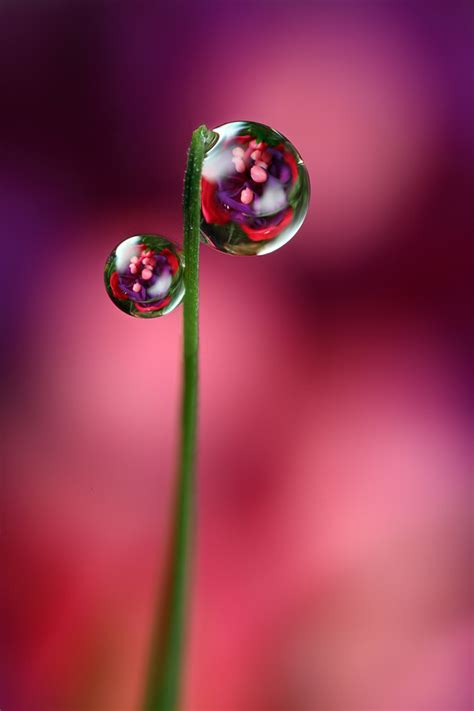 Flower Dewdrop Refraction Fuchsia Dewdrop Refraction Flickr