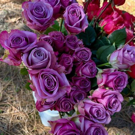 stunning purple roses  steal  show   beautiful types