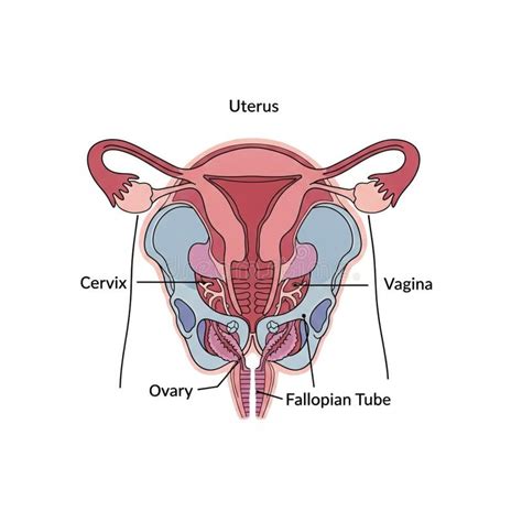 color coded  distinguish  anatomical parts  stock