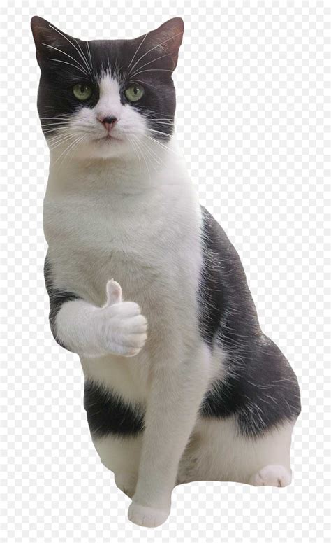 Crying Cat Thumbs Up Meme Transparent