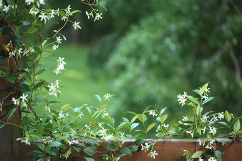 Here's How to Take Care of a Silver Lace Vine - Gardenerdy