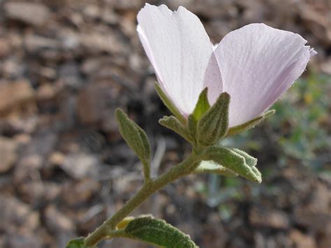 Upper Stem Leaves Photos Of Hibiscus Denudatus Malvaceae