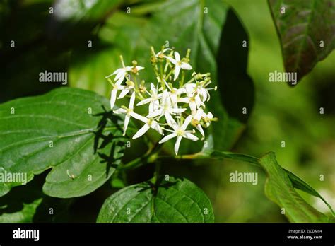 Close Up White Flowers Of The Shrub Common Dogwood Bloody Dogwood