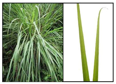 Tanglad / Andropogon citratus, lemon grass: Philippine Medicinal Herbs ...