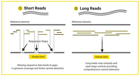 Piecing Together The Genome The Long And Short Of It All Hudsonalpha