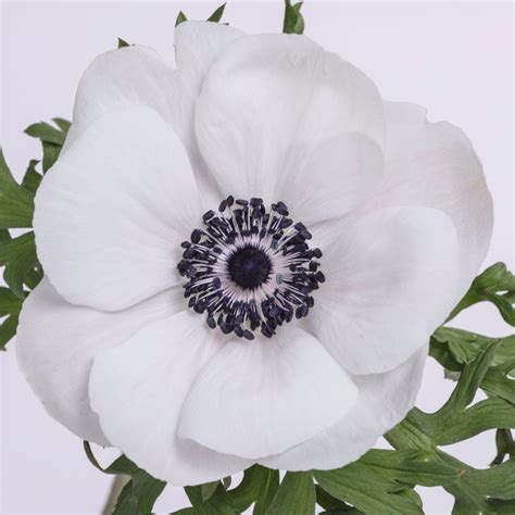 Anemone The Chaupi Farm Development And Research