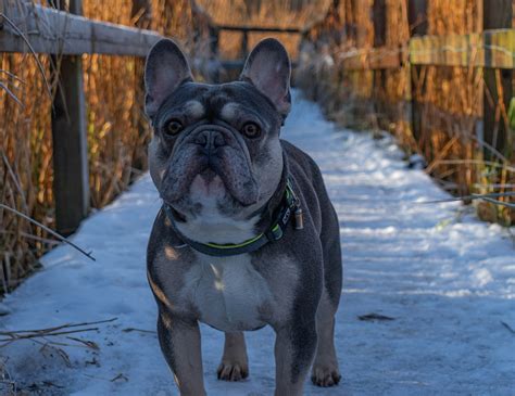 French Bulldog Which Breed Is Most Compatible Everythingdogs