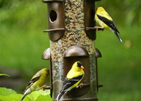How to Attract Goldfinches to Your Backyard Feeder | Dengarden