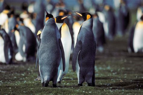 King Penguins Volunteer Point Falkland Islands Photograph By Brian Lockett