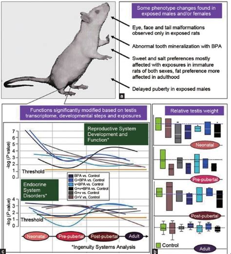 Main Features Of The Integrated Rat Model For The Assessment Of The