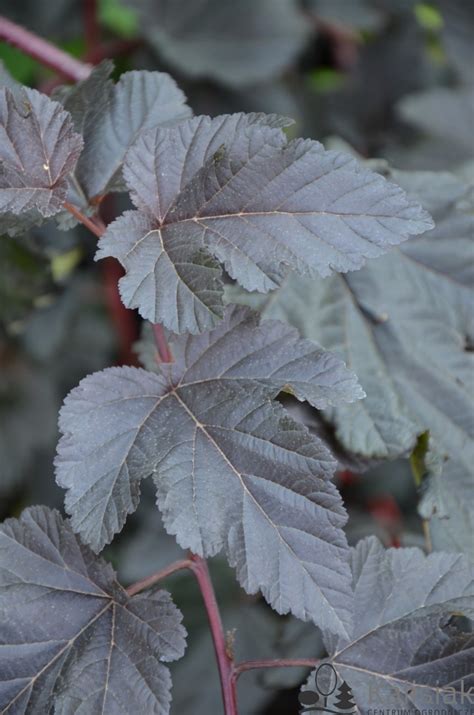 Physocarpus Opulifolius Midnight Jonight P Cherznica Kalinolistna